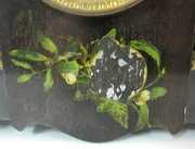 Seth Thomas Pasha Wood Mantle Clock