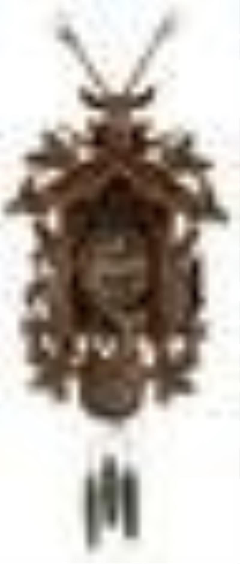 Black Forest Carved Cuckoo & Quail Clock