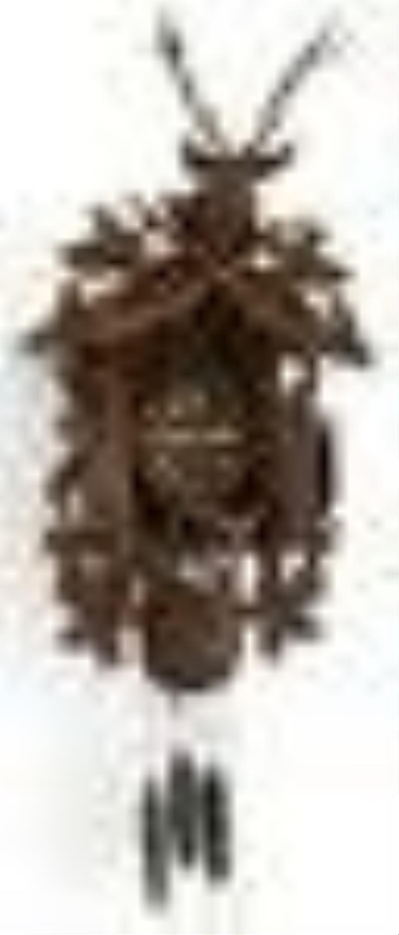 Black Forest Carved Cuckoo & Quail Clock