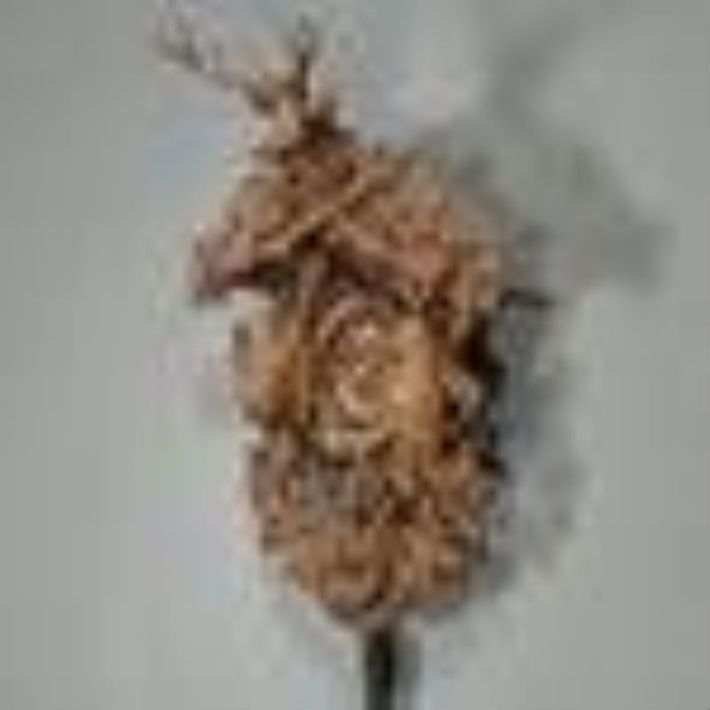Large Black Forest style carved cuckoo clock