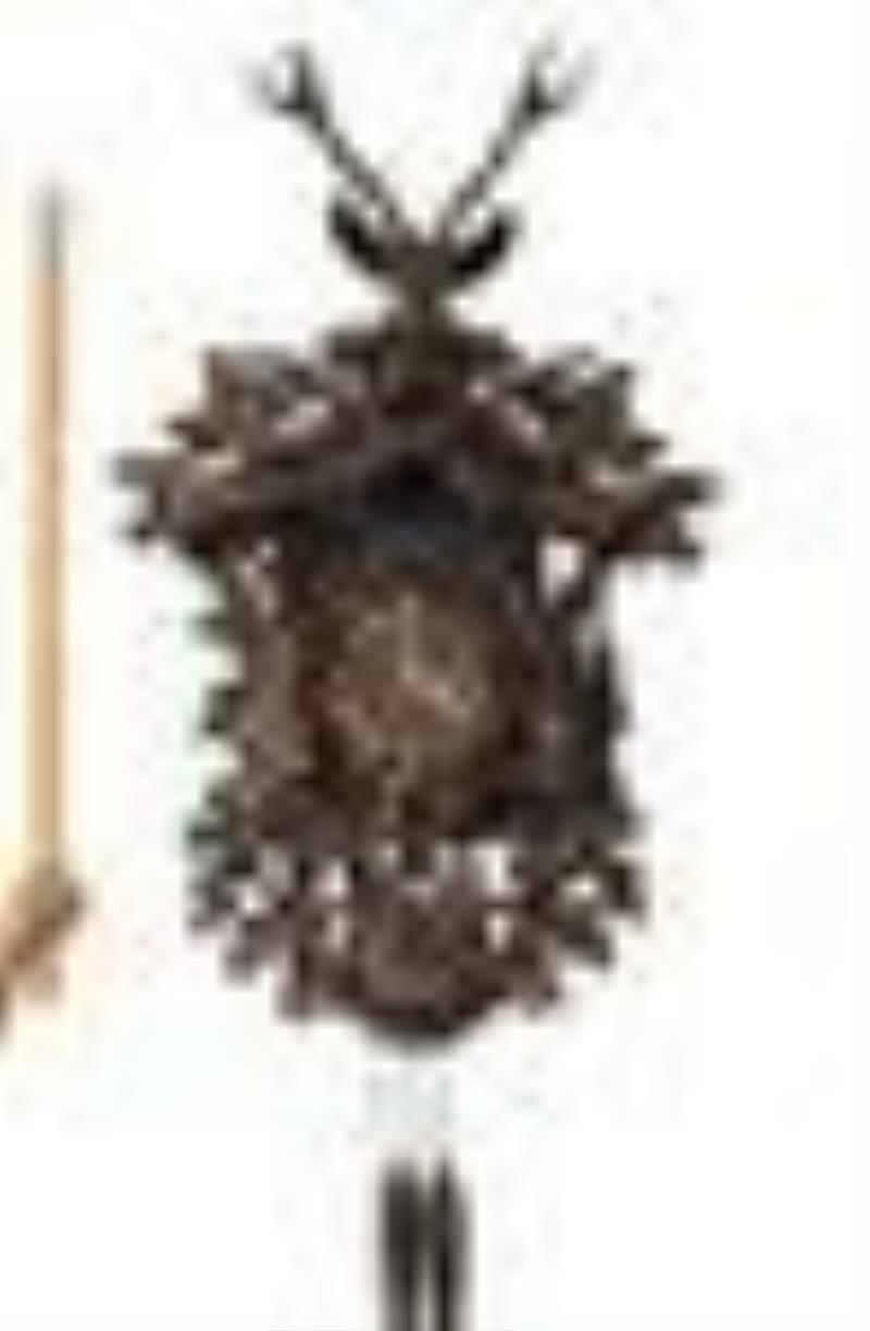 Very Large Hunter Cuckoo Clock