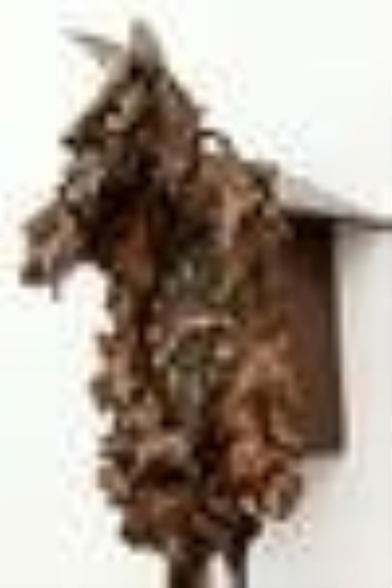 Black Forest Carved Cuckoo Clock